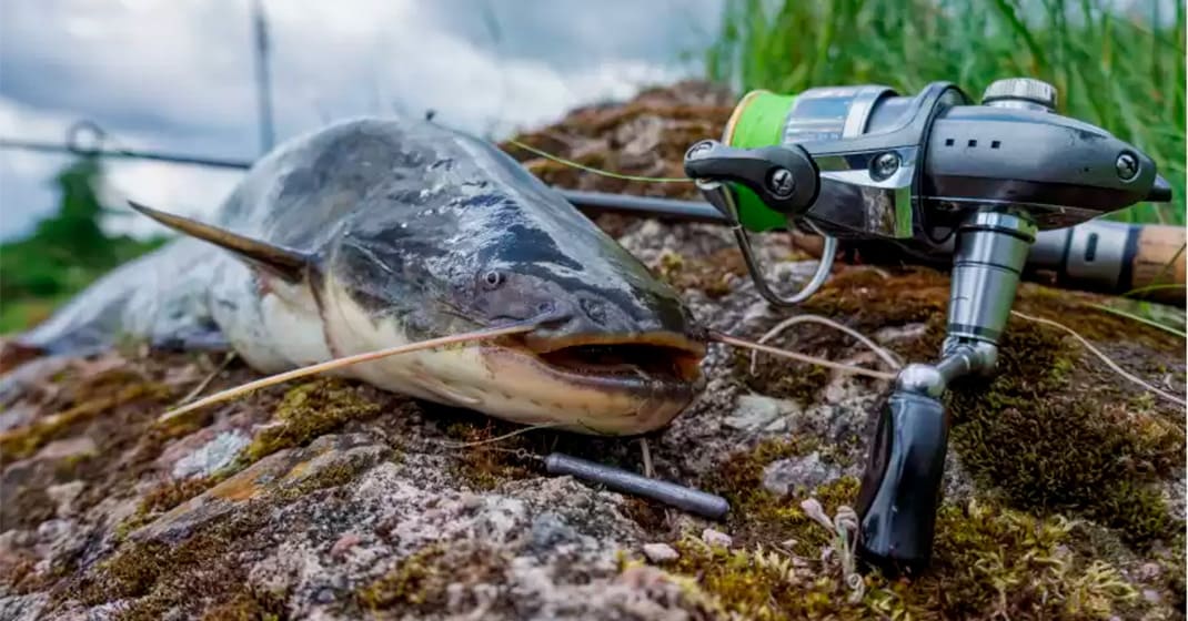 Discover benefits of our Spinning Reels for Catfish