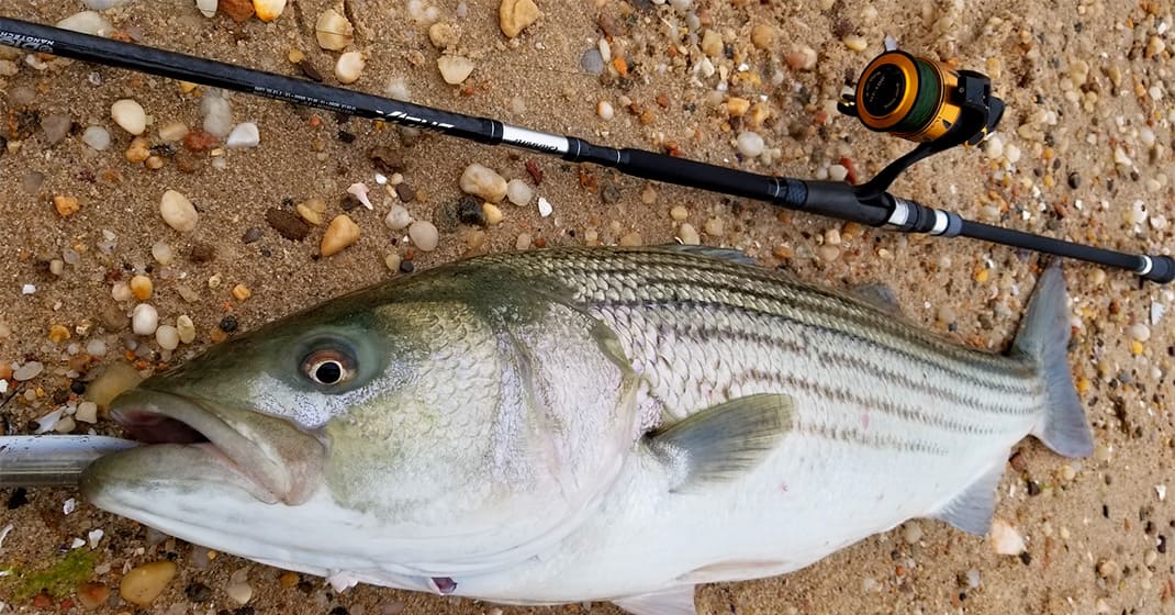 Striper Spinning Reels